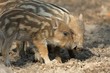 Boars Boars