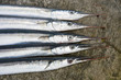 Foto: Garfish Garfish