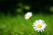 Daisy Flowers