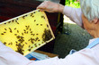 Imker mit Bienenwabe