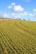 Spring grass in Denmark