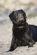 Photo: the prettiest dog in the world the prettiest dog in the world