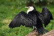 Cormoran pie - Phalacrocorax melanoleucos Cormoran pie - Phalacrocorax melanoleucos