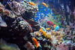 Aquarium Aquarium