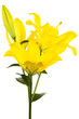 yellow lily yellow lily