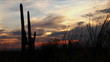 Desert Sunset with Cactus and Saguaro Spring (1080)