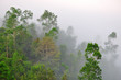 green forest