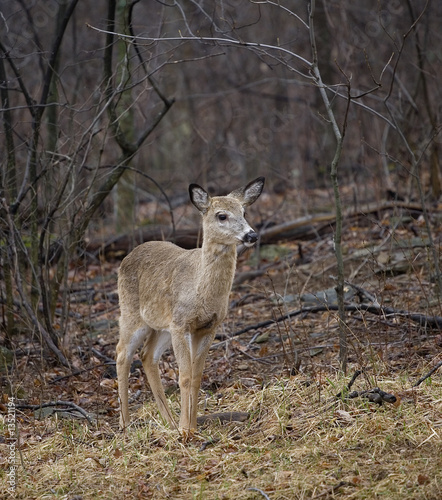 Photo: blonde whitetail deer blonde whitetail deer