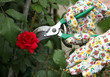 giardinaggio -potare rose