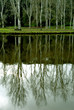 Foto: Tree reflections Tree reflections