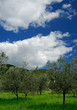 Foto: Field of olive trees Field of olive trees