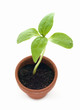 Photo en ligne au meilleur prix Plant