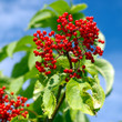 Red berries of  elderberry