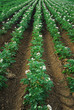 Campo di patate