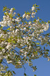 White blossom