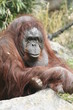9280 - Orang-Utan