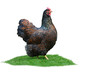 Huhn 8