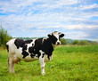 cow on meadow