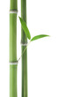 Bamboo over white background