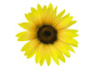 fleure