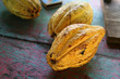 Ripe Cocoa Fruit
