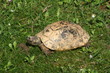 tartaruga