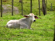 Vache