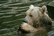 9290 - Syrischer Braunbär