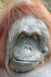 9284 - Orang-Utan