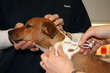 Image : injection d\'une puce �lectronique sous la peau du jack russell