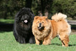 pose de deux chow chow adultes cote a cote dans le jardin