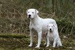 pose fière pour la famille dogue argentin devant un bois pose fière pour la famille dogue argentin devant un bois