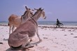 Anes sur la plage