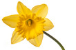 yellow daffodil isolated on white background yellow daffodil isolated on white background