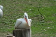 pellicano