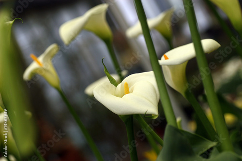 chez le fleuriste chez le fleuriste