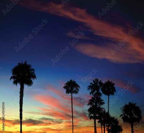 Foto: Palm Tree Sunset Palm Tree Sunset
