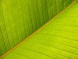Banana Leaf Diagonal Pattern Close-up Banana Leaf Diagonal Pattern Close-up