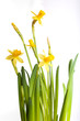 Yellow daffodils with water drops isolated on white