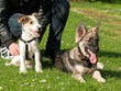 Hundeschule