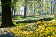 April light on daffodils and beechtrees in spring in park