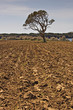 tree in a field tree in a field