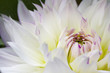 white macro dahlia with white and yellow