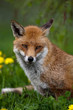 Red Fox in British Countryside