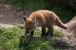 Red Fox in British Countryside