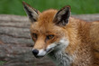 Red Fox in British Countryside