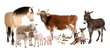 Images : group of farm animals : cow, sheep, horse, donkey, chicken, lamb
