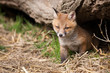 Red Fox in British Countryside Red Fox in British Countryside