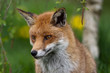 Red Fox in British Countryside Red Fox in British Countryside