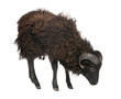 Black sheep - Ouessant ram (4 years old)